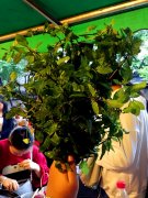 老太餐馆里挨桌卖菜不给钱不走 令食客很无奈