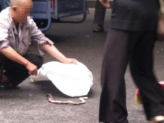 路上突然窜出一条蛇  大爷拿袋抓捕