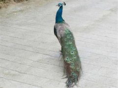 孔雀在路中央转悠  车主难向前