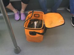 车厢内出现一箱活鱼   网友：感觉很有趣