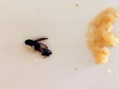 市民煮了两个粽子 儿子吃出大虫被吓哭