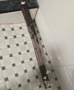 稀奇！捶衣木棍长出白色的菌子