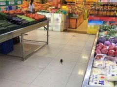 顾客超市内购物 突然发现地上有只老鼠