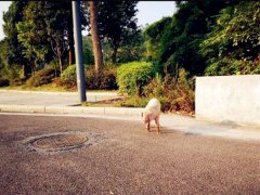 “二师兄”竟在马路边溜达   全然不知危险