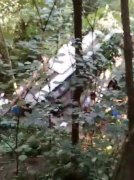 客车驶出路面 一头扎进荒草树木中