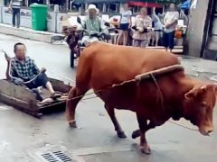 重庆街头现黄牛拉车 大爷坐在上面很拉风