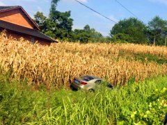 小车冲进路边农田  现场画面有些尴尬