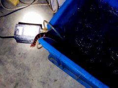 车库里的鱼连续消失 凶手竟然是一条蛇