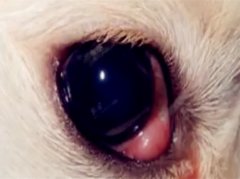 宠物猫狗大战 引起男女主人肢体冲突