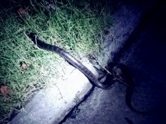 市民饭后小区里散步 遇见长蛇突然窜出