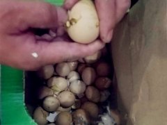 买的土鸡蛋放在后备箱  竟孵化出了小鸡