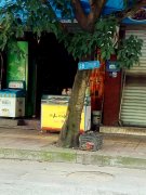 车牌被挂上行道树 网友：这是啥操作？