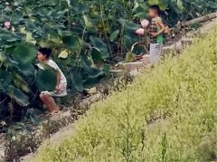 女子偷摘路边荷花递给小孩 全程被目击市民拍下