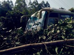 大客车突然冲向路沿  车头凹陷车身被树枝包围