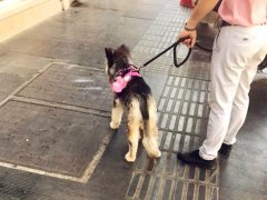 狗子上街自带饮水壶 很Q很潮很少女心