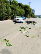 摩托车与小车烈日下相撞 新鲜的藤藤菜飞撒一地