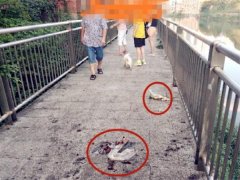 楼上居民扔垃圾到桥廊边    令路人很反感