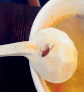 食客点了碗米线 面汤里竟然有只蟑螂