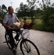 大爷骑着单车载着鸡兜风 没绑绳子不怕逃走