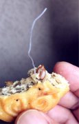 买的月饼没吃几口   便发现有一根白色异物
