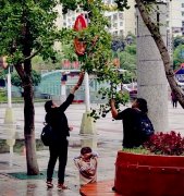 大妈竟当着小孩的面   用扫帚来摘树上的果子