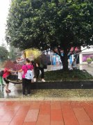 大妈街头强采桂花 行人看后很心痛