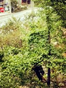 老人赤脚爬树摘白果 看得路人胆战心惊