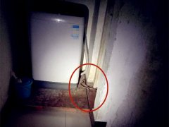 市民半夜醒来上厕所 竟发现洗衣机旁有条蛇