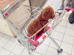宠物狗逛超市坐购物车  网友觉得不可思议