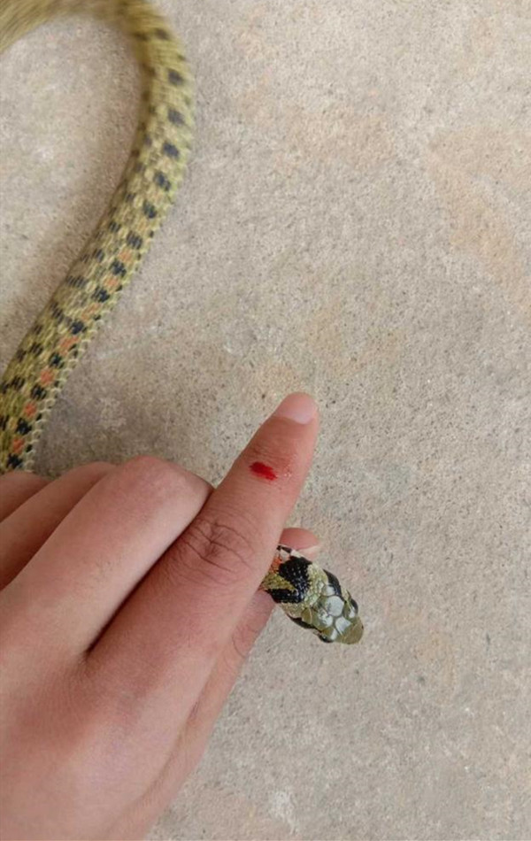 男子抓蛇手中绕下一秒手指被咬出血急哭:有毒吗,我被咬了!