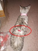 小猫与狗打架 狗主人竟拿利器弄伤猫